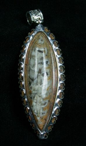 Brown Fossil Orthoceras Pendant #4715